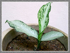 A newly propagated Dieffenbachia bowmannii Carriere (Dumb Cane), growing fine in our garden