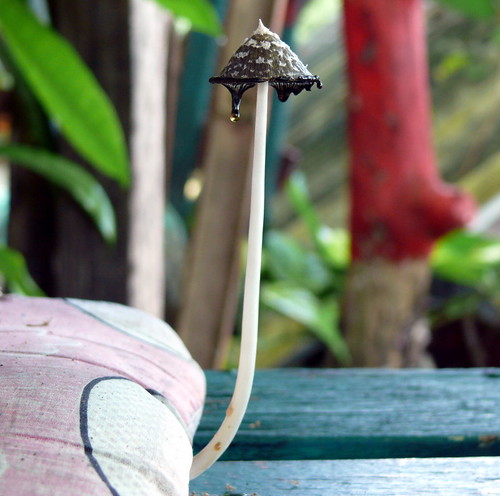 Koh Chang mushroom | פטריה בקו צ'אנג