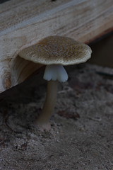 More Fungus Among Us