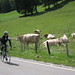 Gruyere Cycling Tour
