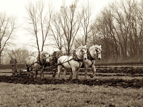 Four Horse team