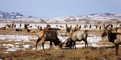 2010.03.10.00131 Elk Refuge