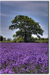 Lavender-9117