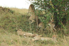 9a. Cheetahs, the animals I most wanted to see