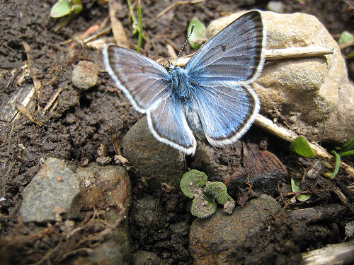 Boisduval's blue butterfly