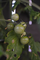 187/365 cherry tomatoes