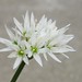 Photo: Allium ursinum
