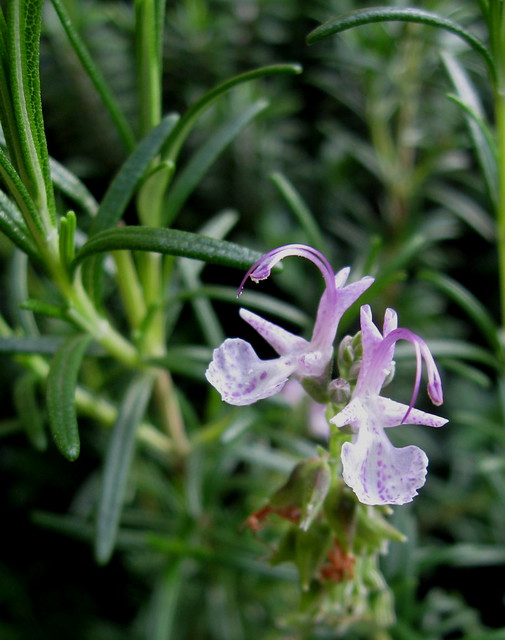 rosemary flowers and leaves | flickr – 相片分享!