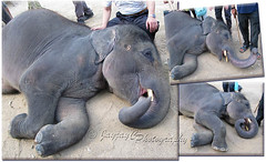 The Asian Elephant (Elephas maximus) lying on its side as instructed by its trainer