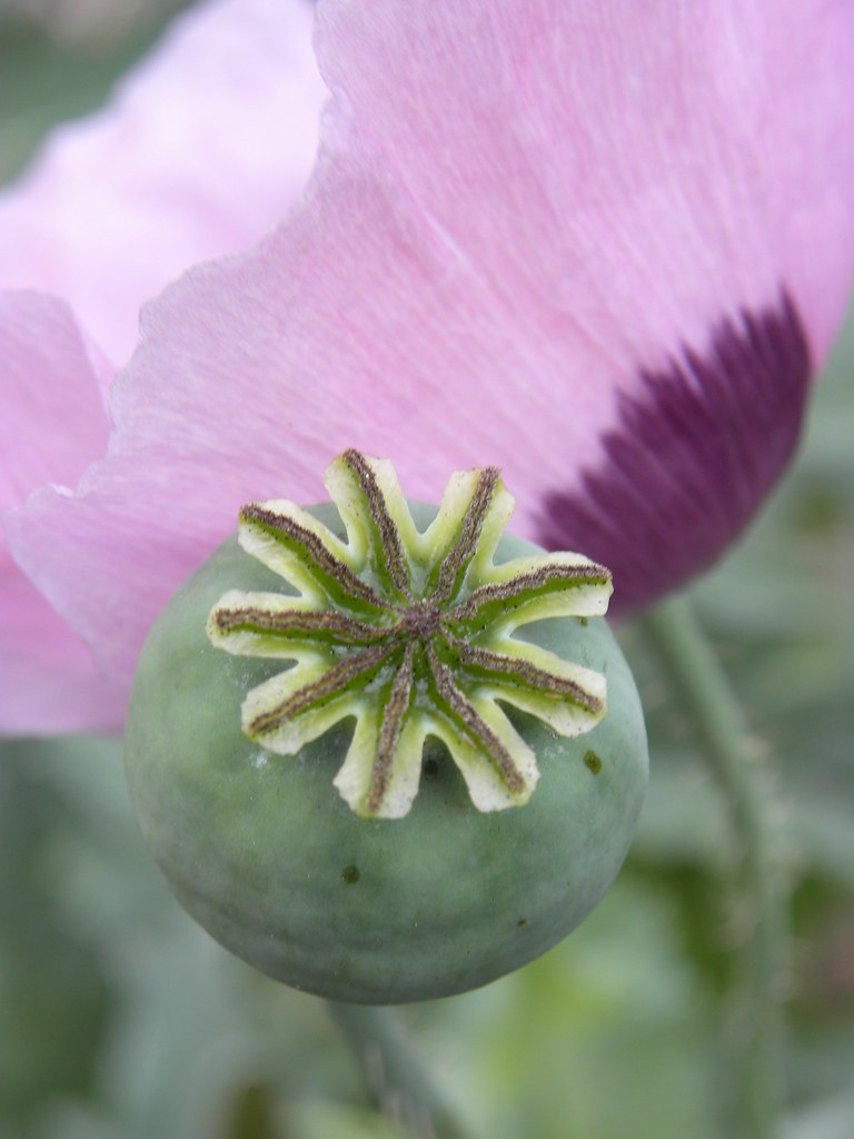 Photo: Opium Poppy