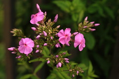 Purple Phlox