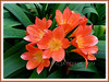 Clivia miniata (Bush Lily, Kaffir Lily, Clivia Lily, St John’s Lily, Fire Lily)