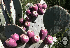 Abundant Prickly Pear Cactus Fruit