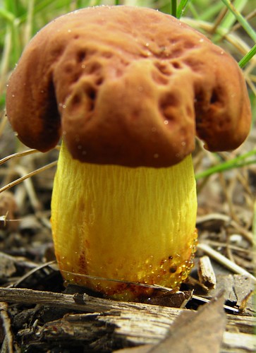 Doggie Mushroom