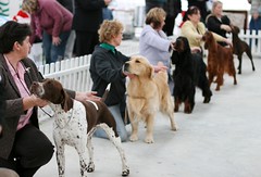 #241/365 - Dog Show at Claudelands Pet Expo