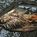 Dead bird of prey at the ski chalet