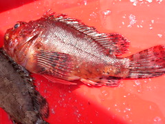 Puerto Pesquero Santurtzi