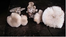 Carbon Covenant - Cambodia: mushrooms-from-the-mcf