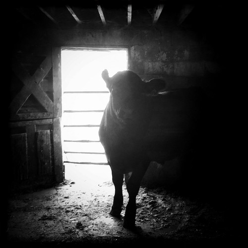 Backlit Barn Bars Beside/Behind Beautiful & Bashful Black Bovine Bessie