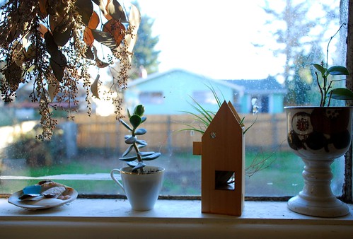 kitchen window plants