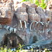 Disneyland day 5 - Big Thunder Mountain fossil