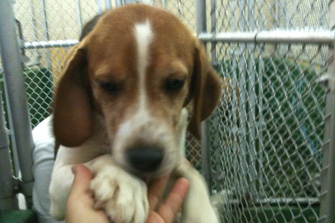 Beagle being rescued from life in a lab