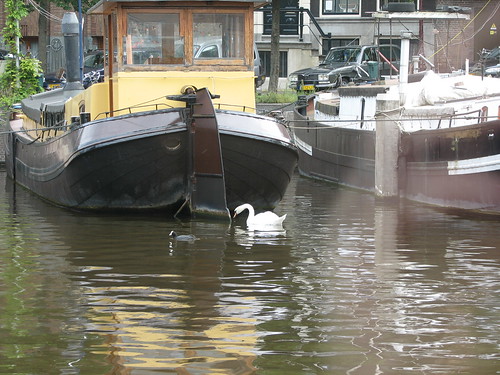 morning swan