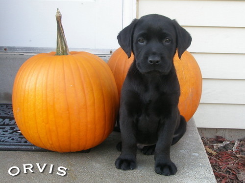 Orvis Cover Dog Contest - Cinder
