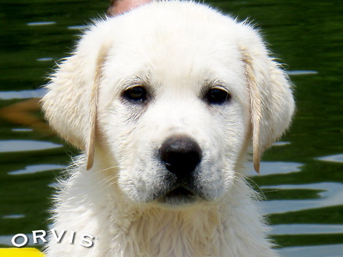 Orvis Cover Dog Contest - Buck