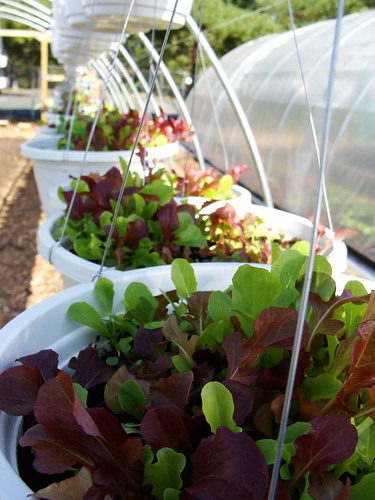 Pots with Mixed Lettuce