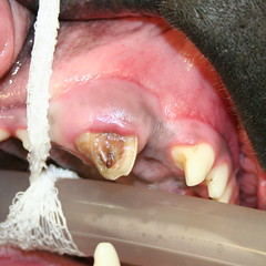 Broken Canine Tooth
