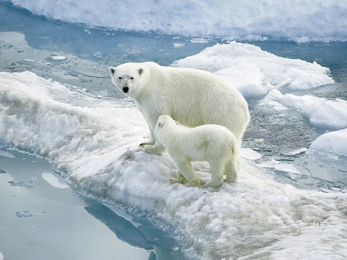 Polar bears by sheilapic76, on Flickr