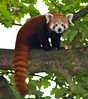 Red Panda • <a style="font-size:0.8em;" href="http://www.flickr.com/photos/9907391@N02/5085754401/" target="_blank">View on Flickr</a>