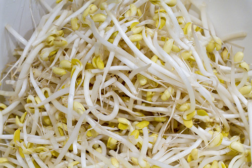 soy bean sprouts