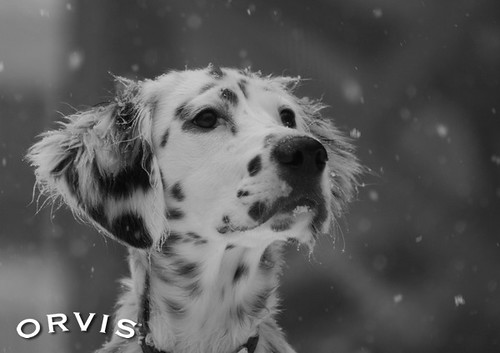 Orvis Cover Dog Contest - Finnegan