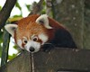 Red Panda • <a style="font-size:0.8em;" href="http://www.flickr.com/photos/9907391@N02/5086360516/" target="_blank">View on Flickr</a>