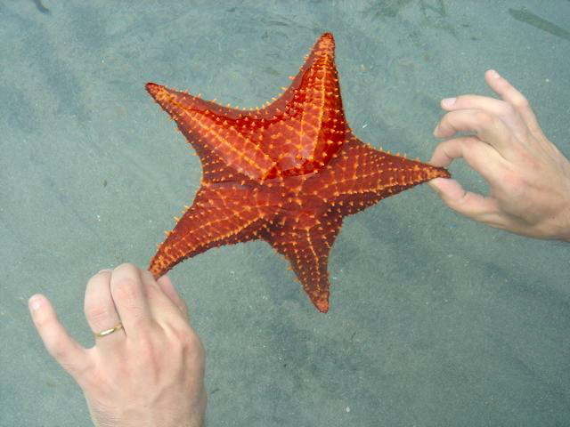 Estrelas do mar em Bocas del Toro, Panamá