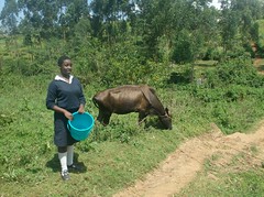 This is the student of Ikobero sec.school who was hit by the cow whilst on her way to the river serching for water.