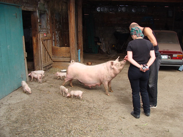 Angharad & Jon with Pista's sow and piglets