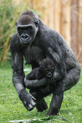 Gorilladame mit Kind