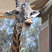 San Diego - Giraffe chews cud