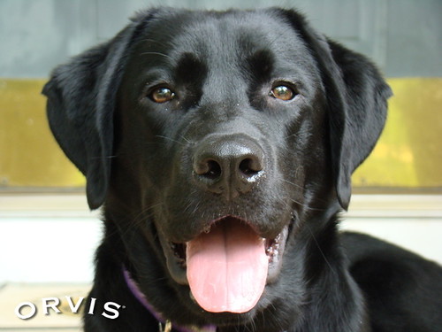 Orvis Cover Dog Contest - Rufus