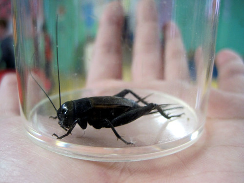 Cricket by _Fidelio_, on Flickr