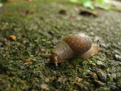 Victoria Peak Snail