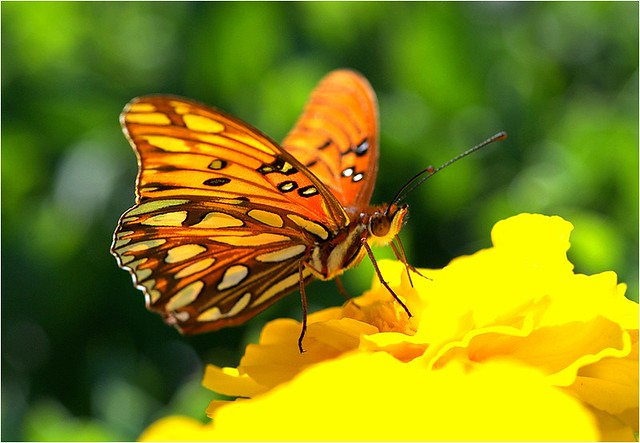 butterfly02