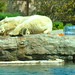 San Diego - Snoozing polar bear 1