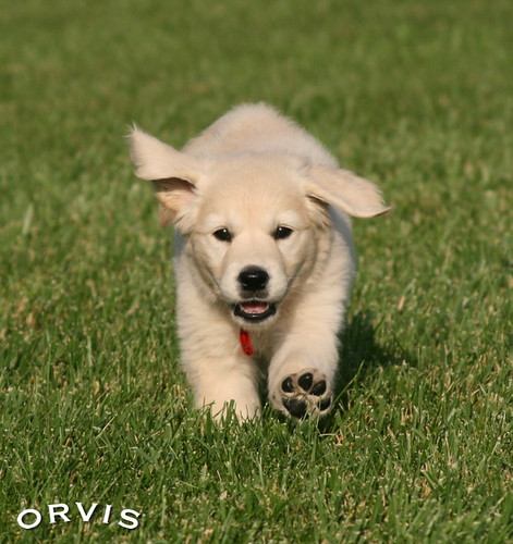 Orvis Cover Dog Contest - Chloe