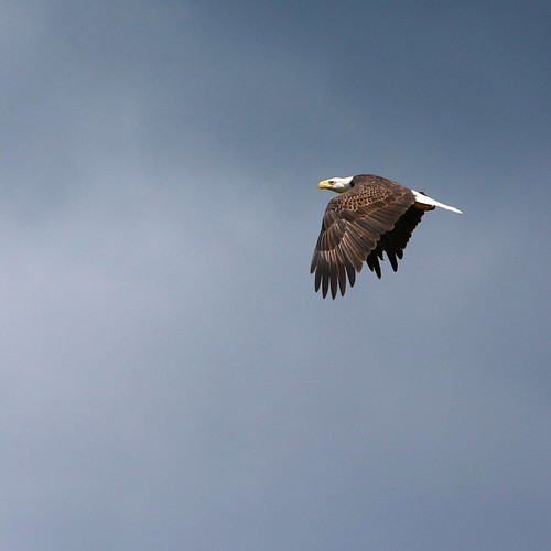 Louisiana Bald Eagle