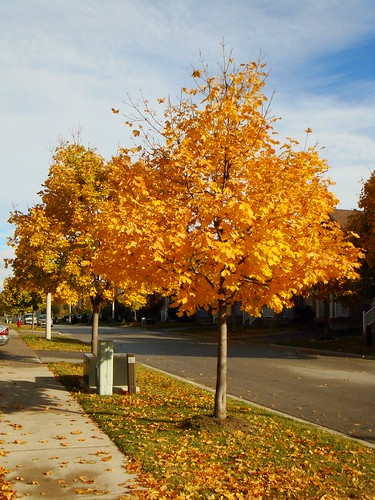 Autumn In Ontario