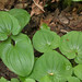 Photo: Maianthemum bifolium